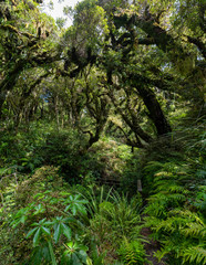 Overgrown path in a tropical rain forest in New Zealand