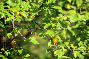 yellow mirabelles on green twigs in the sun © Paulina