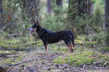 little black dog in the forest © Paulina