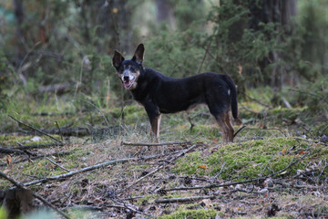 little black dog in the forest © Paulina