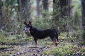 little black dog in the forest © Paulina