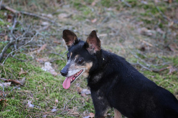 Old tired dog with his tongue hanging out in the woods