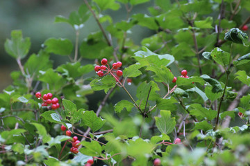 red fruits of viburnum on green twigs © Paulina
