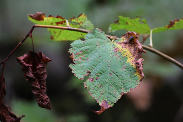 drying and browning green linden leaves