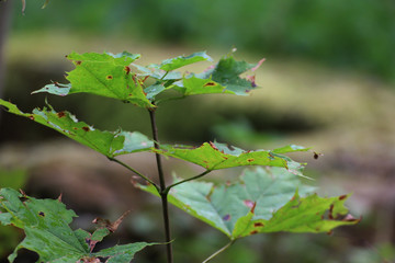 maple tree leaf diseases