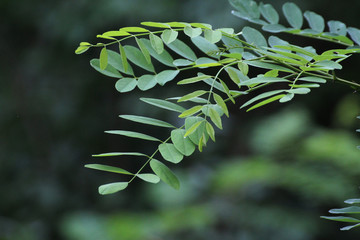 green acacia leaves in summer - obrazy, fototapety, plakaty