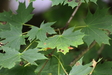 green maple leaves