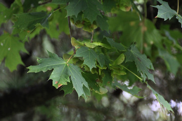 Fototapeta na wymiar Green maple tree