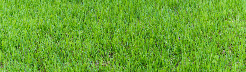 Fototapeta na wymiar green grass background. panoramic view of the green grass