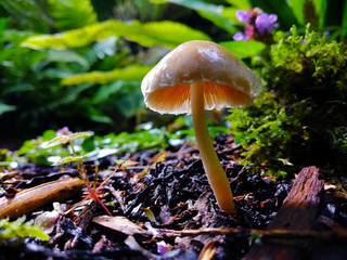 mushrooms in the woods