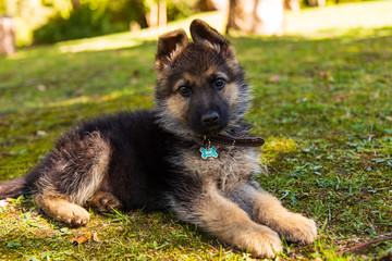 german shepherd puppy