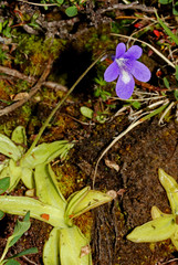 piccola pianta carnivora (Pinguicula vulgaris)