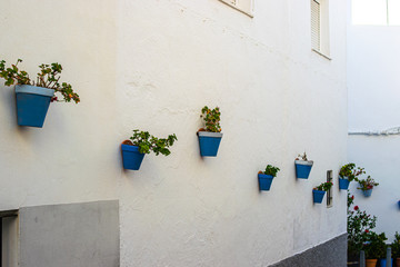 Fototapeta na wymiar Street wall full of plants and flowers on a white wall in the City of Conil, in Spain.