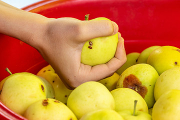Girl holding an Apple in hand against the fruits. The concept of shopping in the market