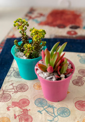 Close view of a couple of colorful and small succulent plants in their pots. Placed on top of a table. Taken indoors.