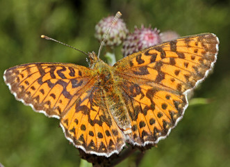 farfalla arancione su un cardo (Boloria titania)