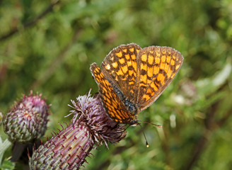 Fototapeta na wymiar farfalla arancione su un cardo (Melitaea athalia)