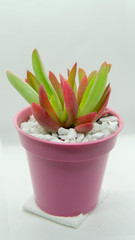 small colorful succulent plant in a small pink pot.  A bright white backrground.
