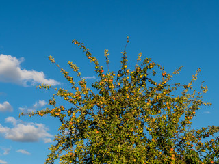 Reife Äpfel am Baum