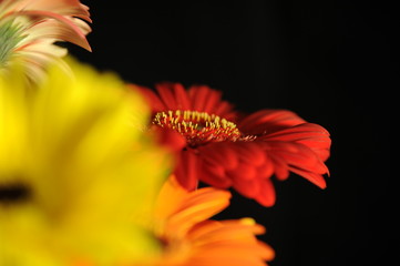 fiore rosso