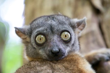 Brown lemur face portrait, madagascar © Soldo76