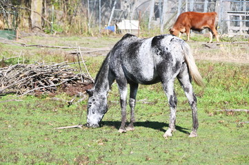 Horse and Cow