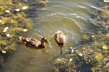Ducks