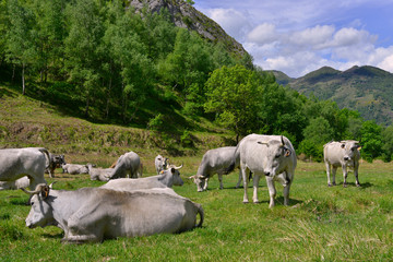 Troupeau de vaches Ariegeoises dans les alpages des Pyrénées, Ariège en Occitanie, France