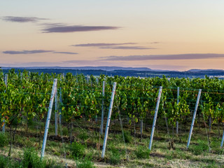 Weinberg im Sommer