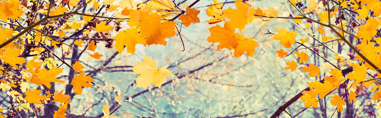 Naklejka na ściany i meble Wide Angle Nature Autumn Background