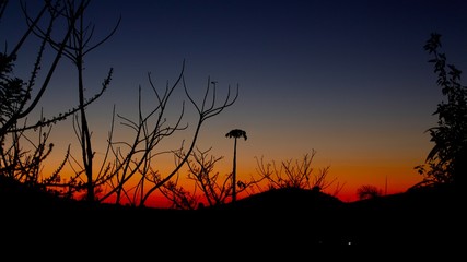 silhouette of a tree in sunset