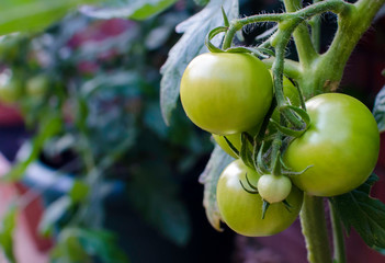Green Organic Tomatoes Hanging From Vine