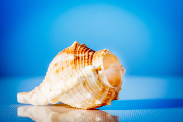 still life with sea shells on the beach