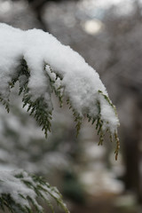 snow covered pine tree