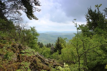 Wald und Flur