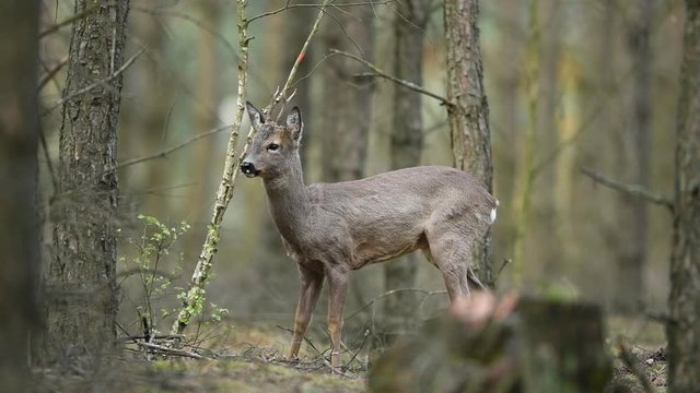 Roe deer buck ( Capreolus capreolus )	