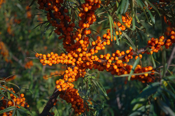 Hippophae rhamnoides. Branch of sea buckthorn with berries.