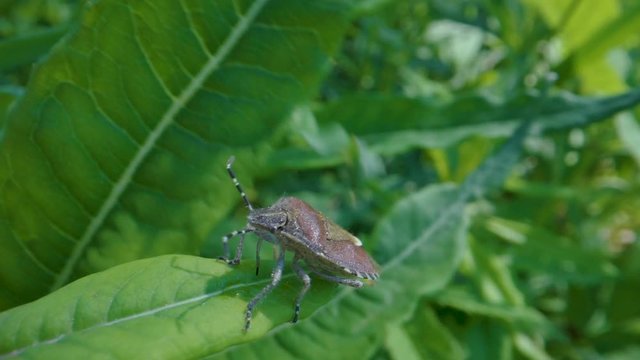 A brown beetle on the edge of the leaf