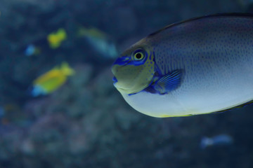Fototapeta na wymiar Exotic blue colored fish close-up. Blue marine aquarium full of fishes. Nature and ocean concept