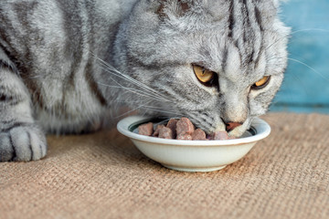 gray domestic cat eating pieces of cat food from a bowl, cat food, delicious pieces of meat in jelly, pet's favorite food