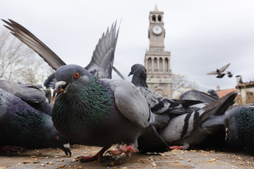 Fototapeta premium Doves in front of the clock tower in Hamamonu - Ankara, Turkey