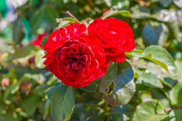 Red rose Bush. A beautiful scarlet rose blooms in the garden. Flowers in a flower bed.