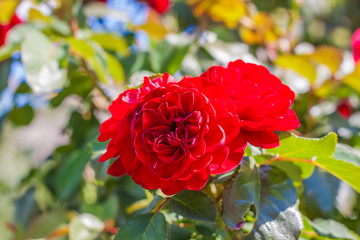 Red rose Bush. A beautiful scarlet rose blooms in the garden. Flowers in a flower bed.