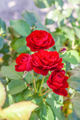 Red rose Bush. A beautiful scarlet rose blooms in the garden. Flowers in a flower bed.