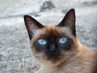 close up on a siamese cat face looking to camera with blue eyes outdoor