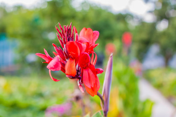 Bright flowers close-up. Flowers grow in the garden. Flower bed with asters. Flower card.