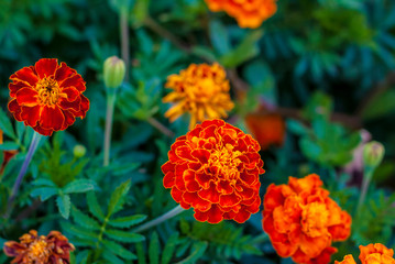 Bright flowers close-up. Flowers grow in the garden. Flower bed with asters. Flower card.