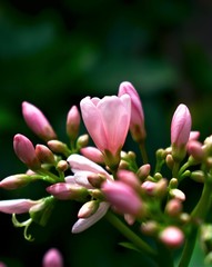 Taffy Pink Flower with Buds Photography Art
