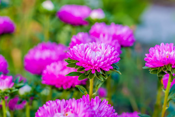 Obraz premium Bright flowers close-up. Flowers grow in the garden. Flower bed with asters. Flower card.