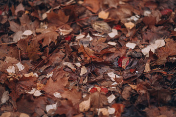Fallen leaves. Autumn background. Old leaves on the ground. 